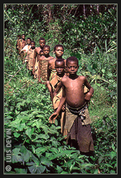 African Pygmies in the rainforest of Cameroon