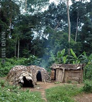 Pygmy camp with leaf and bark huts