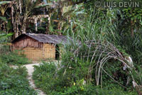 Pygmy huts