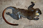 Red-tailed Monkey caught by the Baka Pygmies with the crossbow