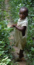 Bakola-Bagyeli Pygmy child gathering wild fruits