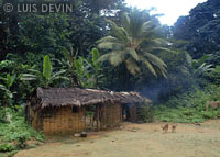 Rainforest huts in a Bakola-Bagyeli Pygmy camp