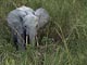 Forest elephant (Gabon)