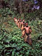 Hunter gatherers (Baka Pygmies, Cameroon)