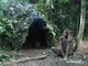 Leave hut (Baka Pygmies, Cameroon)