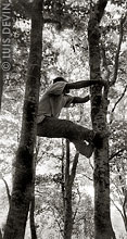 Aka Pygmy man climbing a tree