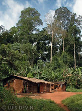 Baka Pygmy village