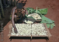 Cassava sun drying in the African rainforest (Baka Pygmies)