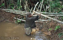 Pygmies making a log dam in a stream