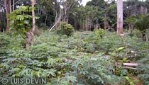 Pygmy cassava plantation near a camp in the African rainforest - Pygmy farming