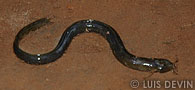 African rain forest eel lying on the ground