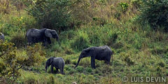 Group of African forest elephants
