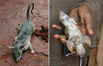Giant rat of the African rainforest (Cricetomys emini)