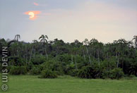 Dawn in the tropical rain forest of Cameroon