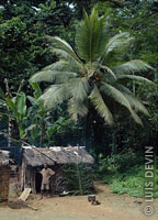 Bakola-Bagyeli Pygmy hut