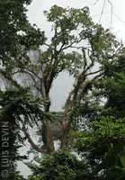 Rain forest vegetation