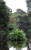 Vegetation of a river island