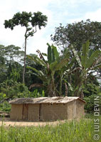 Bakoya Pygmy home