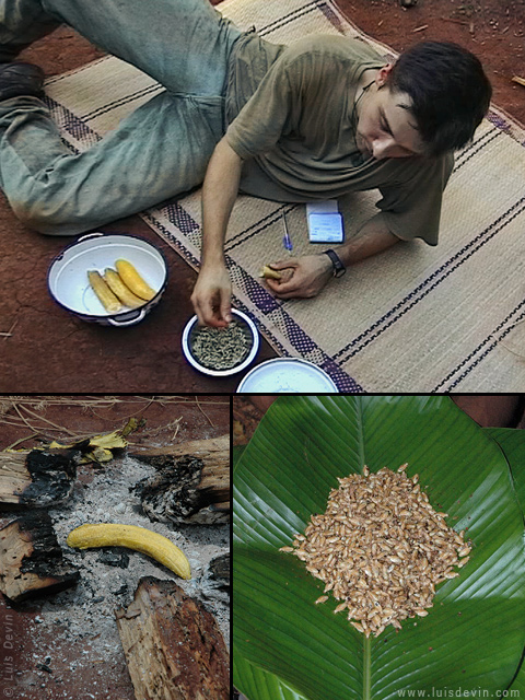 Forest food, from Luis Devin's fieldwork in Central Africa (Baka Pygmies, Cameroon)