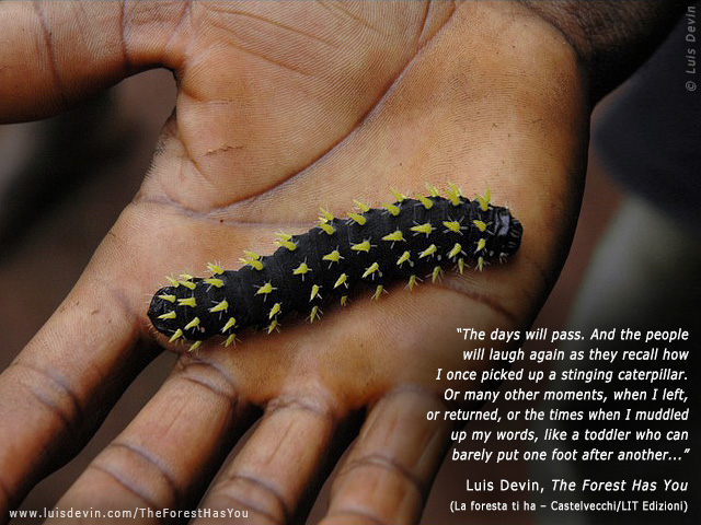African caterpillar, from Luis Devin's anthropological research in Central Africa (Baka Pygmies, Cameroon)