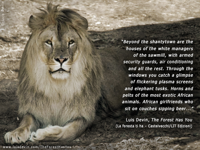African lion (Panthera leo), from Luis Devin's anthropological research in Central Africa