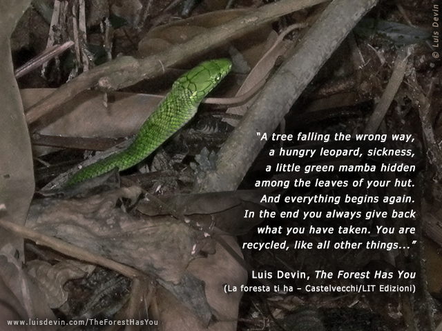 Green Mamba, from Luis Devin's anthropological research in Central Africa (Gabon)