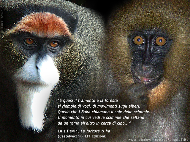 African primates, from Luis Devin's anthropological research in Central Africa