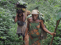 Gathering in the forest (Baka Pygmies, Cameroon)