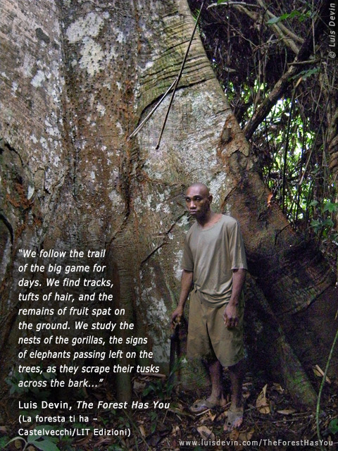 Giant tree, from Luis Devin's anthropological research in Central Africa (Baka Pygmies, Gabon)