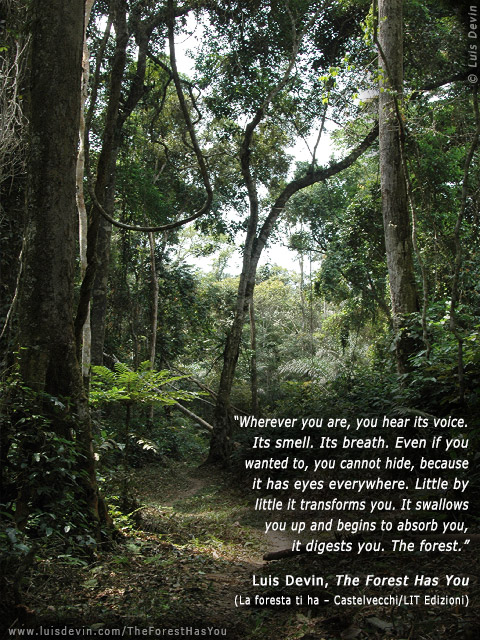 Tropical rainforest, from Luis Devin's anthropological research in Central Africa (Gabon)