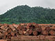 Deforestation in Central Africa (Gabon)