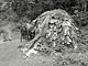 Leaf hut (Baka Pygmies, Cameroon)